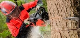 Como Cortar un Árbol