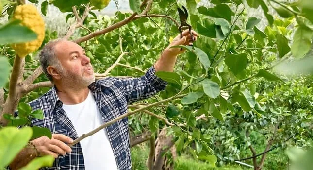 Cómo Podar Limoneros