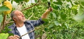 Cuándo se Podan los Limoneros