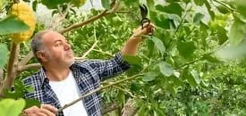 Cuándo se Podan los Limoneros
