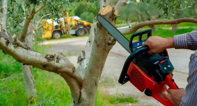 Cómo Podar Cítricos