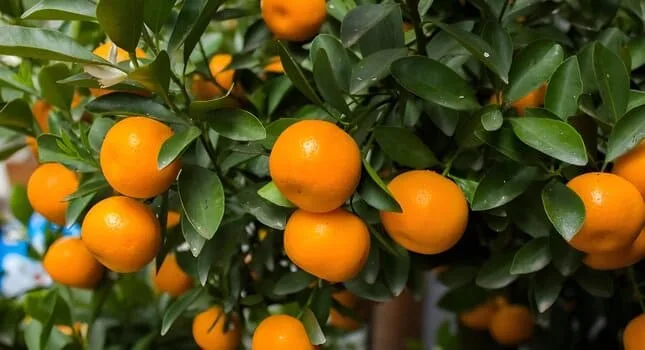 Cómo Podar Mandarinos