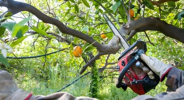 Cómo Podar Naranjos